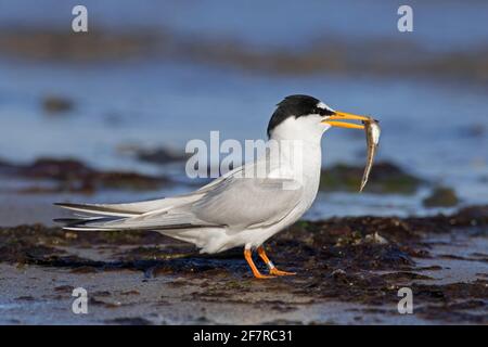 Kleine Seeschwalbe (Sternula albifrons / Sterna albifrons) Mit Fischbeute im Schnabel am Strand Stockfoto