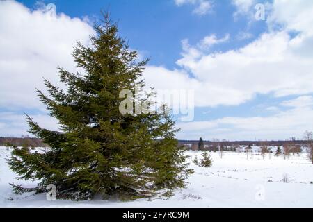 Botrange, Belgien, 8. April 2021. Tannenbäume im Naturpark Hautes Fagnes. Das Naturschutzgebiet Hautes Fagnes.das Naturschutzgebiet Hautes Fagnes Stockfoto