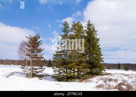 Botrange, Belgien, 8. April 2021. Botrange, Belgien, 8. April 2021. Tannenbäume im Naturpark Hautes Fagnes. Die Hautes Fagnes Staat Natur Reservierung Stockfoto