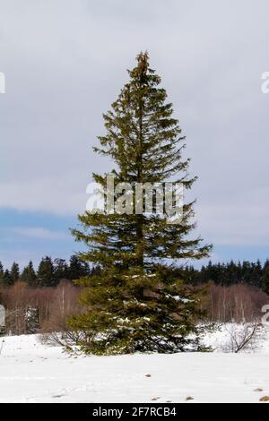 Botrange, Belgien, 8. April 2021. Tanne im Naturpark Hautes Fagnes. Das Naturschutzgebiet Hautes Fagnes. Stockfoto