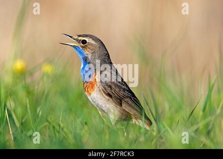 Weißfleckiger Blaukehlchen (Luscinia svecica cyanecula) Männchen rufen / singen im Frühjahr im Grasland Stockfoto