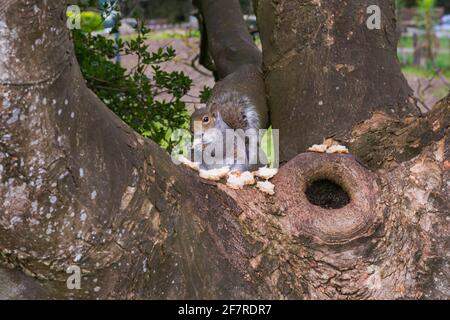 Graues Eichhörnchen, das im April in Bournemouth, Dorset, Großbritannien, im Baum sitzt und Brot isst Stockfoto