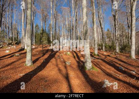 Laub in einem italienischen Wald im Herbst Stockfoto