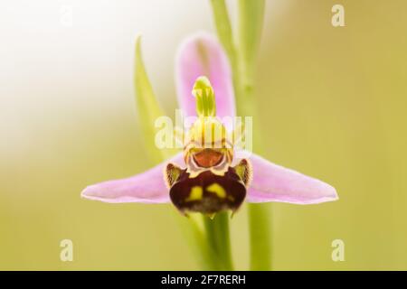 Bienen-ragwurz (Ophrys apifera). Surrey, Großbritannien. Stockfoto
