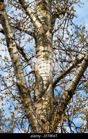 Grauer Pappelbaum Stamm Populus x Canascens Stockfoto