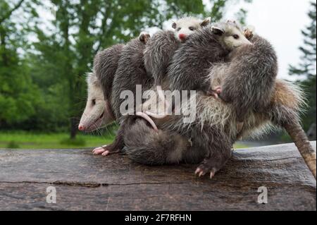 Virginia opossum (Didelphisvirginiana) Stapel hoch mit Joeys geht nach links über Log in Rain Sommer - Tiere in Gefangenschaft Stockfoto