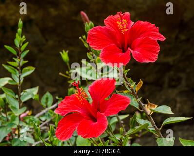Hibiscus rosa-sinensis, umgangssprachlich bekannt als chinesischer Hibiskus, Chinarose, Hibiskus aus Hawaii, Rosenmalbe und Schuhblackpflanze. Rotes China stieg. Stockfoto