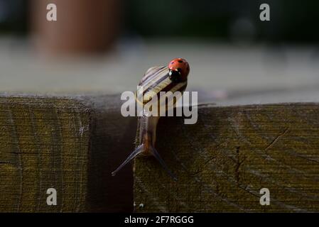 Marienkäfer auf der Schneckenschale Stockfoto