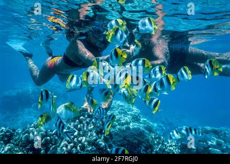 Schnorcheln Paar Fütterung Pazifik Doppelsattel Schmetterlingsfisch, Französisch Polynesien Stockfoto