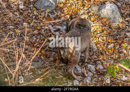 Ein Wolf überraschte und erschreckte sich von etwas, während er in einem Wald ging. Abruzzen, Italien, Europa Stockfoto