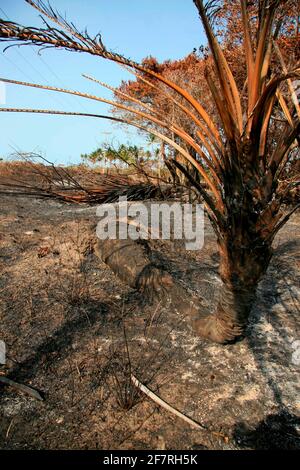 santa cruz cabralia - 10. november 2008: Feuer zerstört die Vegetation im Umweltschutzgebiet ist in Santo Andre Bezirk zu sehen. *** Lokale Bildunterschrift Stockfoto