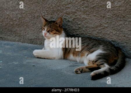 salvador, bahia / brasilien - 21. september 2008: Katze wird auf der Straße in der Stadt Salvador frei laufen gesehen. *** Ortsüberschrift *** . Stockfoto