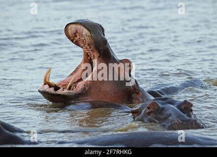 Gewöhnlicher Hippopotamus (Hippopotamus amphibius capensis) genackter Erwachsener St. Lucia, Südafrika November Stockfoto
