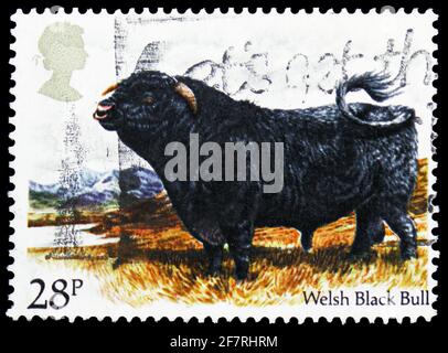 MOSKAU, RUSSLAND - 17. JANUAR 2021: Die in Großbritannien gedruckte Briefmarke zeigt Welsh Black Bull (Bos primigenius taurus), britische Rinderserie, circ Stockfoto