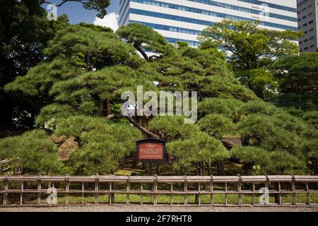 Horizontale Frontansicht der 300 Jahre alten Schwarzkiefer in den Hama-Rykyu-Gärten, Chuo City, Tokio, Japan Stockfoto