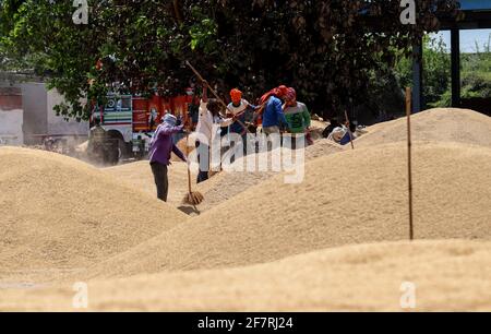 Neu-Delhi, Indien. April 2021. Die indischen Lohnarbeiter reinigen Haufen von Paddy-Getreide, bevor es auf dem Getreidehandmarkt in Narela Mandi versteigert wurde. (Foto von Naveen Sharma/SOPA Images/Sipa USA) Quelle: SIPA USA/Alamy Live News Stockfoto