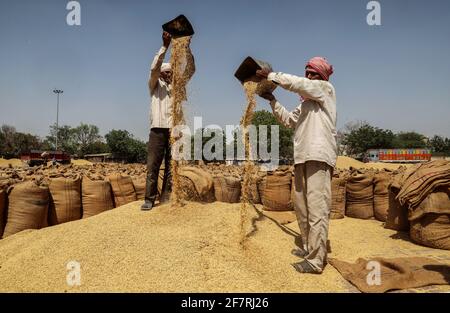 Neu-Delhi, Indien. April 2021. Die indischen Lohnarbeiter säubern jede Menge Paddy, bevor sie auf dem Getreidemarkt in Narela Mandi versteigert wurden. (Foto von Naveen Sharma/SOPA Images/Sipa USA) Quelle: SIPA USA/Alamy Live News Stockfoto