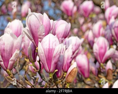 Blühende Magnolien in einer Nahaufnahme Stockfoto