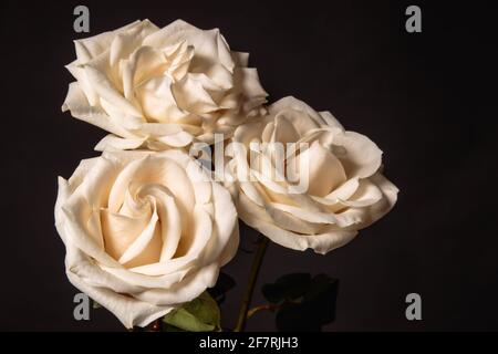 Drei cremefarbene Rosen auf dunklem Hintergrund Stockfoto