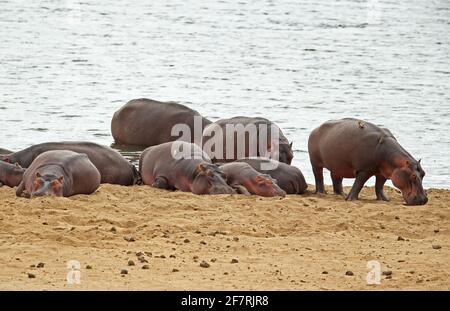 Die gewöhnliche Hippopotamus-Gruppe (Hippopotamus amphibius capensis), die sich am Flussufer abladet, mit dem Yellow-billed Oxpeckers Kruger NP, Südafrika Novem Stockfoto