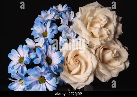 Bouquet von blauer Chrysantheme und cremefarbenen Rosen auf einem dunklen Hintergrund Stockfoto