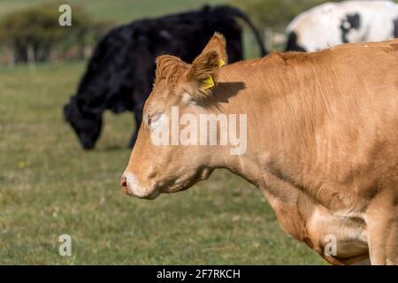 Nutztiere grasen auf den South Downs von Sussex Stockfoto