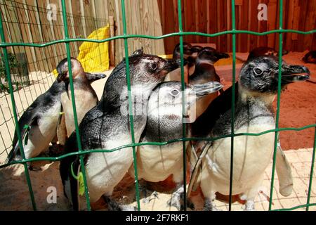 porto seguro, bahia / brasilien - 4. august 2008: Magalhaes Pinguine werden in einem Behandlungszentrum für Meerestiere in der Stadt Porto Segue, in sou gesehen Stockfoto