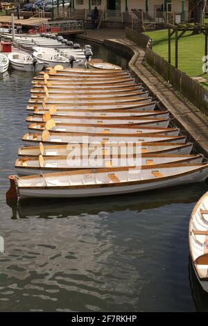 Leere weiße hölzerne Ruderboote Tethered und vertäut auf dem Fluss Avon, Stratford-upon-Avon, Warwickshire UK, Portrait. Stockfoto