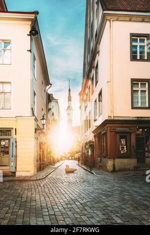 Tallinn, Estland. Berühmtes Altes Traditionelles Rathaus Am Sonnigen Abend. Die Sonne Scheint Durch Die Engen Gassen Der Altstadt. Berühmte Sehenswürdigkeit Und Beliebter Ort Stockfoto