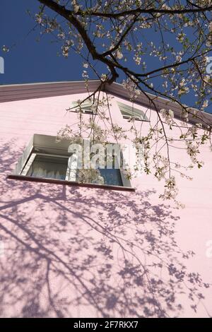 Ein Zweig von Kirschblüten, der auf das Fenster gerichtet ist Ein Wohnhaus Stockfoto