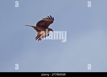 Zwergadler (Hieraetus pennatus adult, dunkle Form, im Flug Tmatboey, Kambodscha Januar Stockfoto