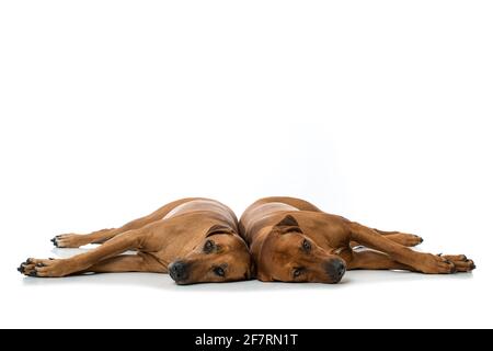 Zwei rhodesian ridgeback Hund auf weißem Hintergrund Stockfoto