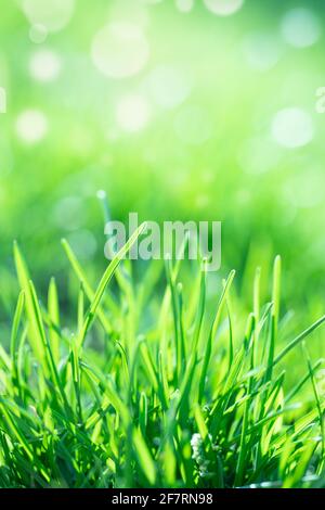 Extreme Nahaufnahme von frischem, grünem Gras im Frühjahr Stockfoto