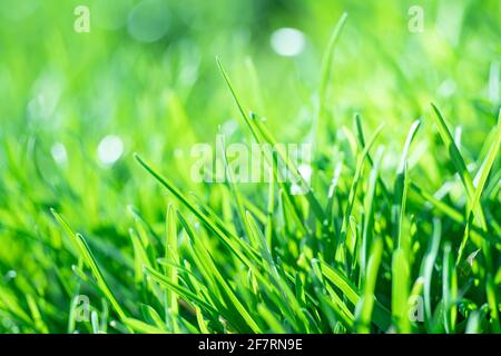 Extreme Nahaufnahme von frischem, grünem Gras im Frühjahr Stockfoto