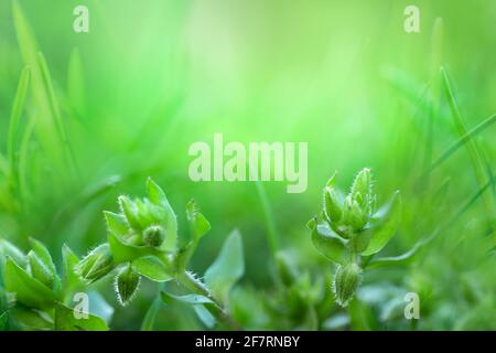 Nahaufnahme Grün Natur Bild von Miniaturpflanzen im Gras Stockfoto