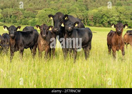 Zucht von Kühen und Herden von Kerry-Rindern auf Weiden im Killarney-Nationalpark, County Kerry, Irland Stockfoto