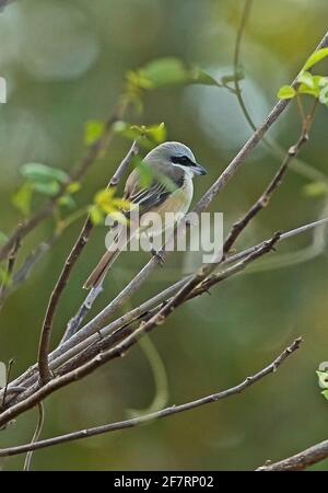 Brauner Würger (Lanius cristatus lucionensis) erwachsenes Männchen, das im Busch-Kalb-Krous, Kambodscha, thront Januar 2013 Stockfoto