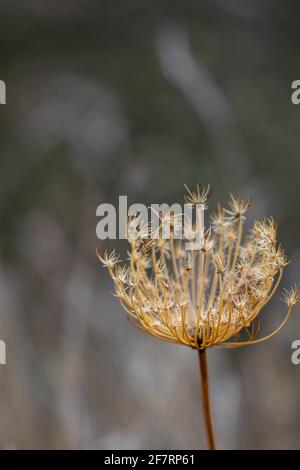 Eine isolierte Blume der wilden Karottenpflanze entlang einer Weg in den Wald Stockfoto