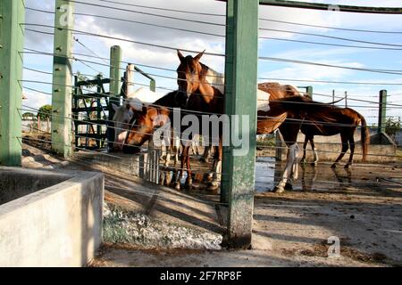 Eunapolis, bahia / brasilien - 4. april 2008: Pferde werden vom Zoonose-Kontrollzentrum in der Stadt Eunapolis beschlagnahmt. Stockfoto