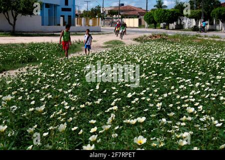 Eunapolis, bahia / brasilien - 24. märz 2008: Auf einem Platz in der Innenstadt von Eunapolis sind Blumen wilder Pflanzen zu sehen. *** Ortsüberschrift *** . Stockfoto