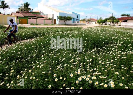 Eunapolis, bahia / brasilien - 24. märz 2008: Auf einem Platz in der Innenstadt von Eunapolis sind Blumen wilder Pflanzen zu sehen. *** Ortsüberschrift *** . Stockfoto