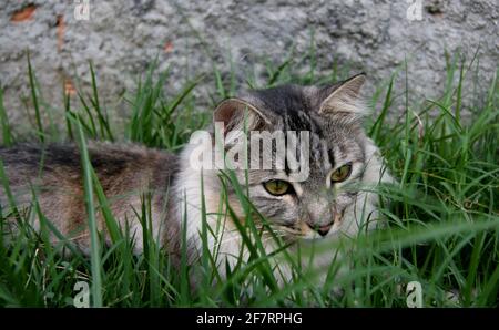 salvador, bahia / brasilien - 21. september 2008: Katze wird auf der Straße in der Stadt Salvador frei laufen gesehen. *** Ortsüberschrift *** . Stockfoto