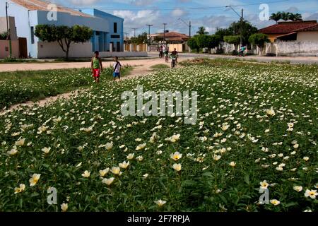 Eunapolis, bahia / brasilien - 24. märz 2008: Auf einem Platz in der Innenstadt von Eunapolis sind Blumen wilder Pflanzen zu sehen. *** Ortsüberschrift *** . Stockfoto