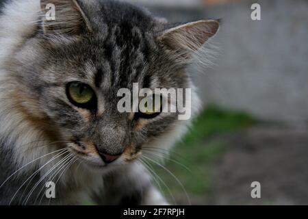 salvador, bahia / brasilien - 21. september 2008: Katze wird auf der Straße in der Stadt Salvador frei laufen gesehen. *** Ortsüberschrift *** . Stockfoto