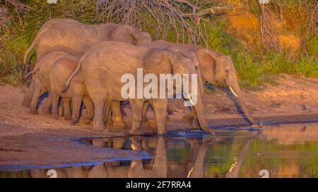 Afrikanischer Elefant (Loxodonta africana) Trinken aus dem Pool in der frühen Morgensonne im Kruger National park Südafrika Stockfoto