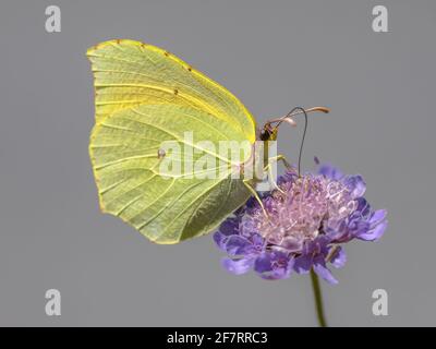 Kleopatra-Schmetterling (Gonepteryx cleopatra), der sich vom Nektar der Blume ernährt. Wildtierszene in der Natur Europas. Frankreich Stockfoto