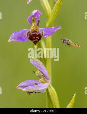 Schwebfliege in der Nähe der Bienenorchidee (Ophrys apifera), rosa Blüten, die Humblebee-Insekten imitieren, um die Blume zu polieren. Auf unscharfem grünen Hintergrund Stockfoto