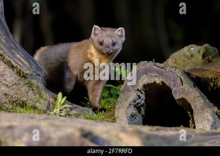 Kiefernmarder (Martes martes) auf Stamm in dunklen Umständen in einem Wald in der Nacht. Wildlife Szene der Natur in Europa. Stockfoto