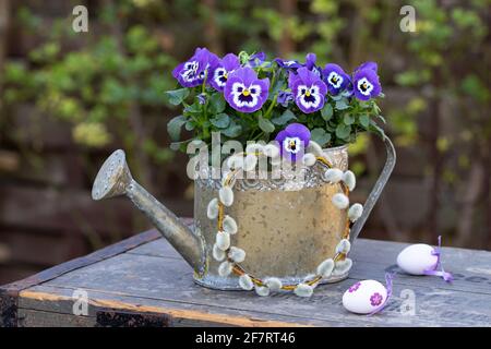 Violette Viola Blumen in dekorativer Gießkannen als Frühlingsdekoration Stockfoto