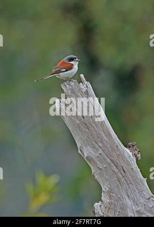 Burmese Shrike (Lanius collurioides cullurioides) adulte Weibchen, die auf einer toten Stumpenraube in Veng, Kambodscha, thront Januar Stockfoto